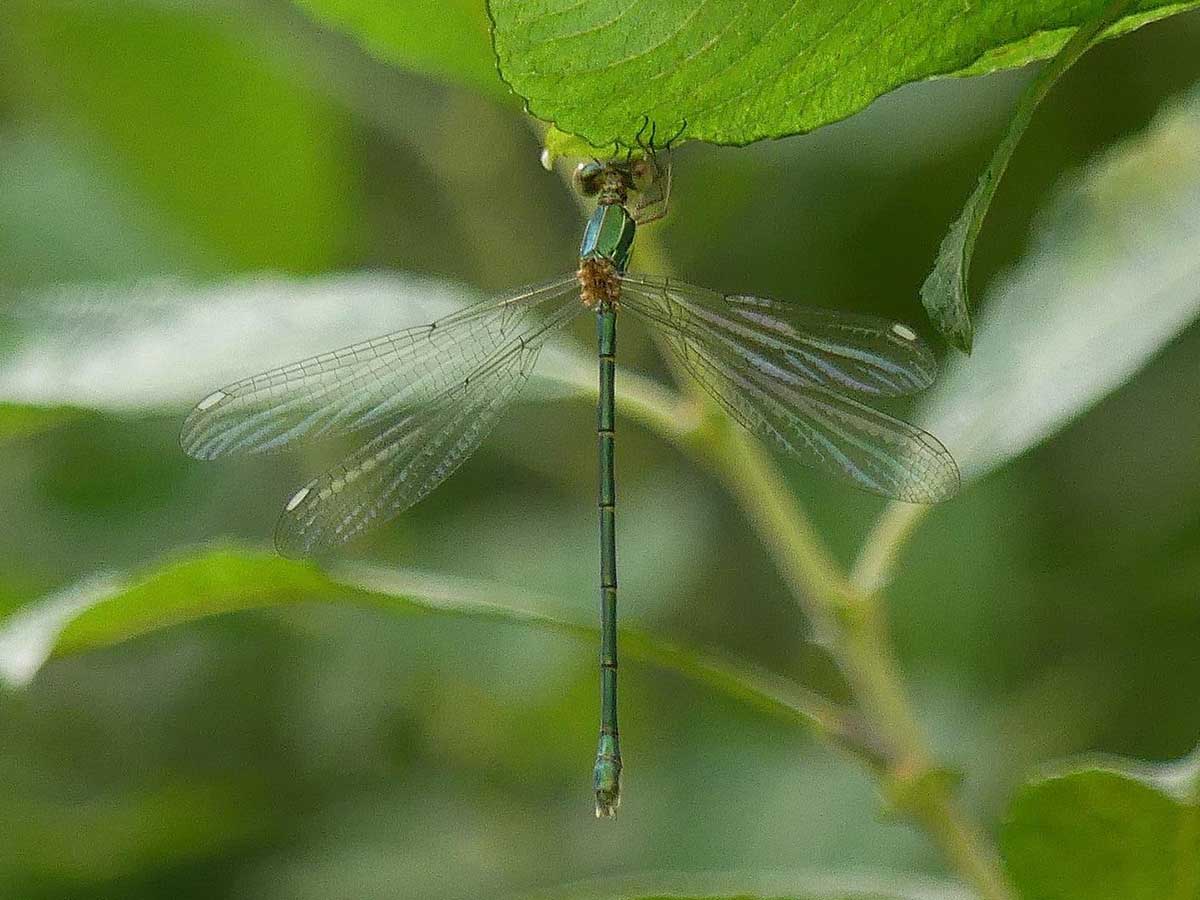 Chalcolestes_viridis